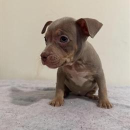 American Bully Puppies Ready for Forever Homes in South Haven, mi