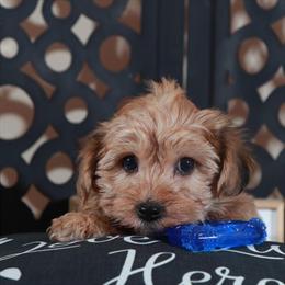 Yochon Puppy Ready for a Loving Home in Mount Vernon, oh