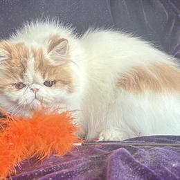 Persian Bicolor Kitten Available for Adoption in New Philadelphia, oh