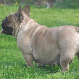 Adult Female French Bulldog for Adoption in Willingboro, nj