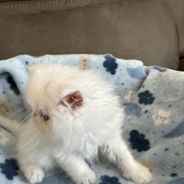 Persian kitten ready for a loving home in Palm Coast, fl