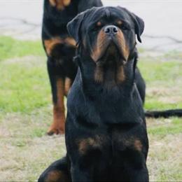 Elite Rottweiler Stud - AKC Registered with Champion Pedigree in Pembroke, nc