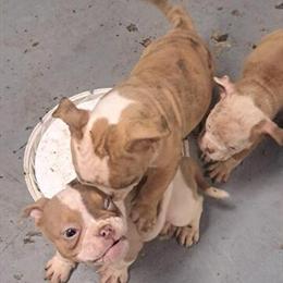 Exotic Bully Puppies Available in Ohio in Akron, oh