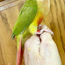 Pineapple Greencheek Parrots for Adoption in Saginaw, mi