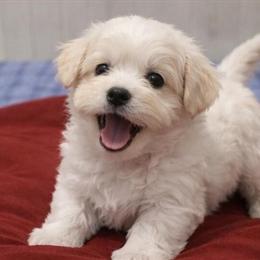 Yorkiepoo Female Puppy Available for Adoption in Romulus, mi