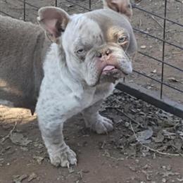 American Boy Puppies and Others for Adoption in Dallas, tx