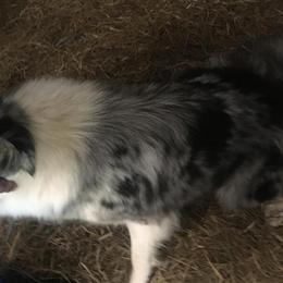 Adult Border Collies for Sale - ABCA Registered in Maysville, ky