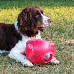 English Springer Spaniel Puppies in Minnesota - AKC in Maple Plain, mn