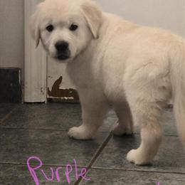 Golden Retriever Puppies - All Sold! in Jenison, mi