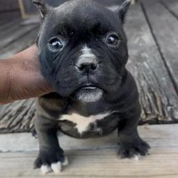 Screech Daughter Lemon Drop Giagi Taz for Sale in Rome, ga