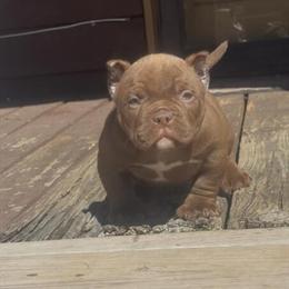 American Bully Screech Son - Quality Stud Available in Rome, ga