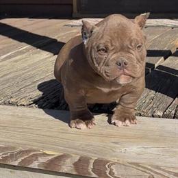 Screech Son Lemon Drop Giagi Taz Blood for Sale in Rome, ga