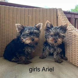 Yorkshire Terrier Puppies - 2 Female Tea Cup Yorkies in Sheridan, mi