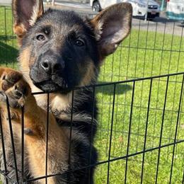 German Shepherd Puppy Looking for a New Home in Seattle, wa