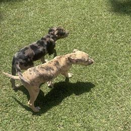 Bully Puppy from Great Bloodline for $400 in Atlanta, ga