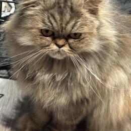 Female Persian Cat, 2 Years Old, Litter Box Trained in Columbus, oh
