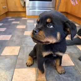 Rottweiler Puppies for Adoption in Portage, in