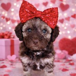 Mini Doodle Puppies Ready for Forever Homes in Hanford, ca