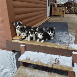 Pure bred Pembroke Welsh Corgis for sale in Milo, me