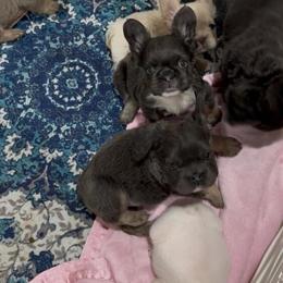 Fluffy Blue and Tan French Bulldog Female in Vero Beach, fl