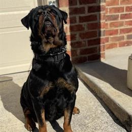 German Rottweiler Puppies Available for Loving Homes in Atlanta, ga