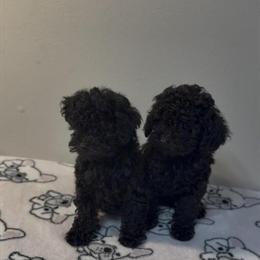 Toy Poodle Puppies Available in Miami, fl