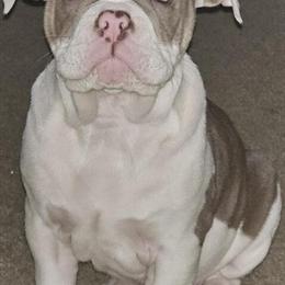 Olde English Bulldogge Female Ready for a New Home in Riverdale, ga
