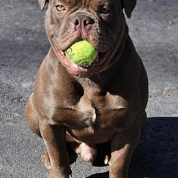 Handsome Olde English Bulldogge Available for Stud in Riverdale, ga