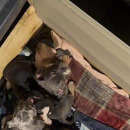 Bully Pups Available for Rehoming in Columbus, oh