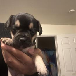 Chihuahua Puppies Available for Adoption in Richmond, va