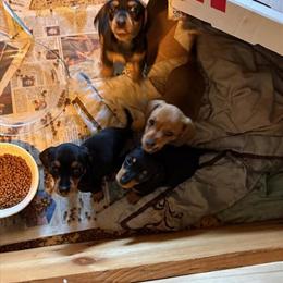 Mini Dachshund Puppies Ready Now in Punta Gorda, fl