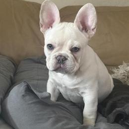 Female French Bulldog Puppy for Sale in Sussex, wi