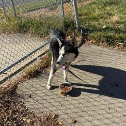 Husky Female for Adoption - 6 Months Old in Detroit, mi