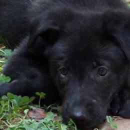 Black Male German Shepherd Puppy for Sale in Richmond, va