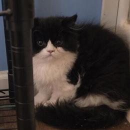 Persian Kitten Available in Ann Arbor, mi