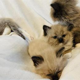 Ragdoll Kittens Available in Raleigh, nc