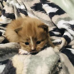 Purebred Ragdoll Kittens Ready for Home in Raleigh, nc