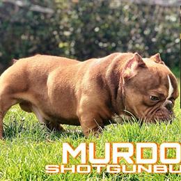 French Bulldog Nano Stud Service - 8 Months Old in Brooklyn, ny