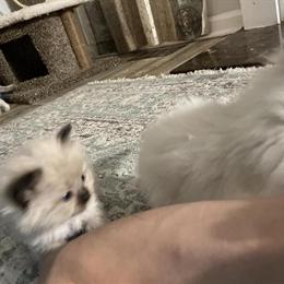 Ragdoll Kittens Available in Raleigh in Raleigh, nc