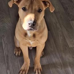 Pitbull - Rare game breed in Glen Burnie, md