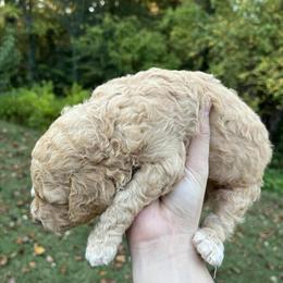 Male Standard Poodles Ready for Forever Homes in East Bend, nc