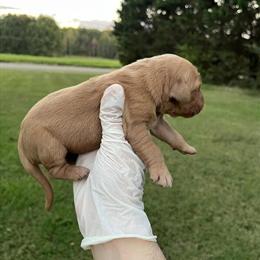 Golden Retrievers Available for Adoption in East Bend, nc