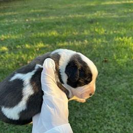 Saint Bernard Puppies Ready for Forever Homes in East Bend, nc