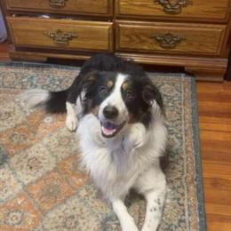 English Shepherd Puppy Ready for a Loving Home in Ludlow, ma