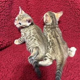 Bengals for Adoption in Ohio - Ready April/May 2026 in Circleville, oh