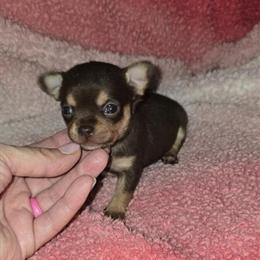 Adorable White Teacup Chihuahua Ready for a New Home in Pharr, tx