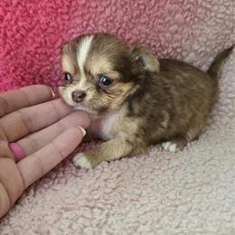Chihuahua puppies for adoption in Pharr, tx