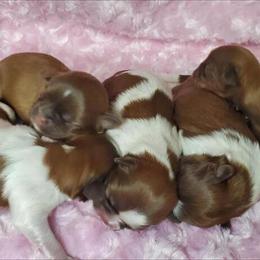 Shih Tzu Puppies - 5 Newborn Females Available in Pharr, tx