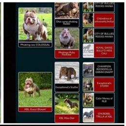 American Bully Stud Available for Breeding in Rockton, il