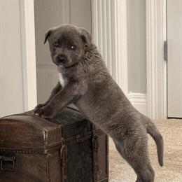 Female Cane Corso Puppy Ready for Rehoming in Munfordville, ky